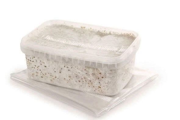 grow kit and grow bag for magic mushrooms