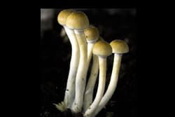 psilocybe mushroom cultivation 747