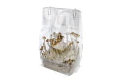 setup your mycelium grow kit