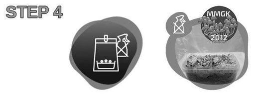 Step 4 in magic mushroom growing