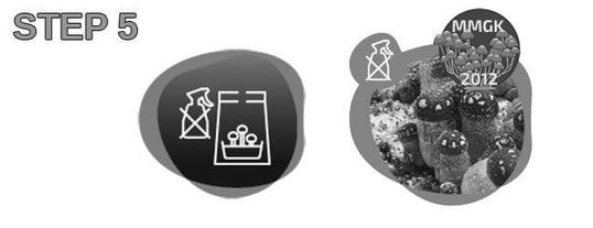 Step 5 in magic mushroom growing